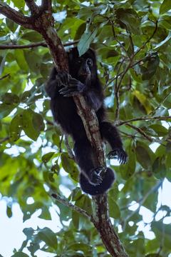A black howler monkey holding on to a branch among the leaves.