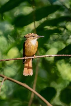 A royal flycatcher, with cinnamon plumage, perched on a branch.